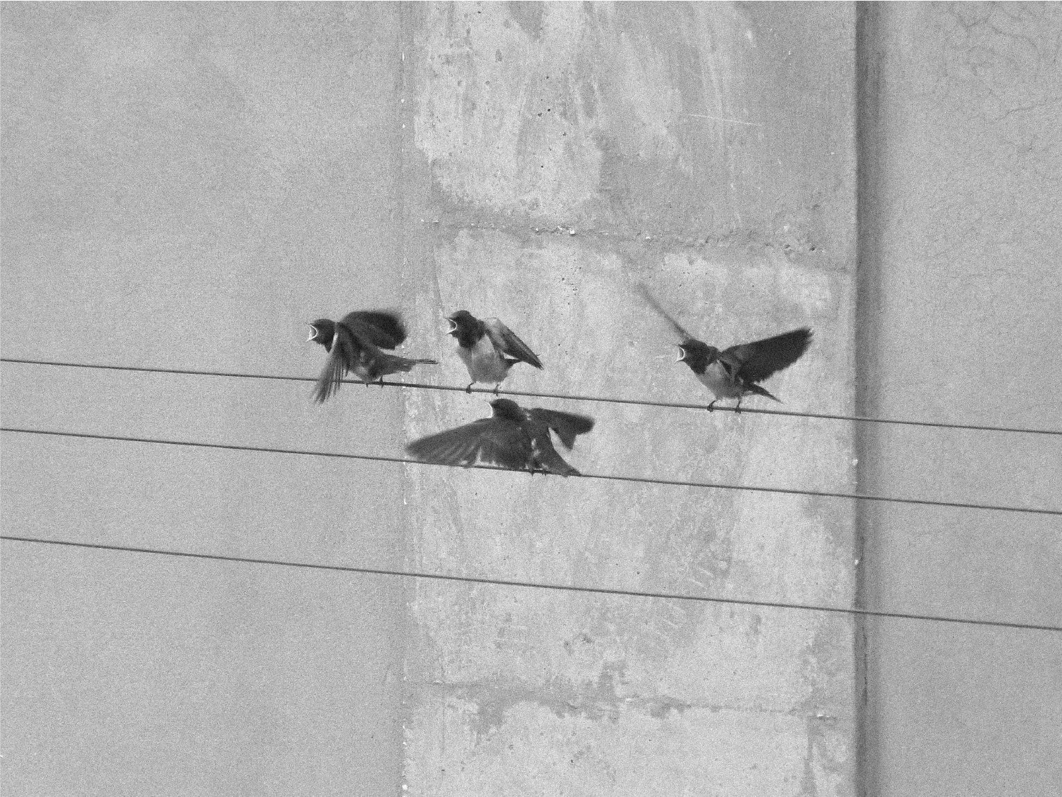 Minimal Spring p.2 - by Ivan Dal Cin